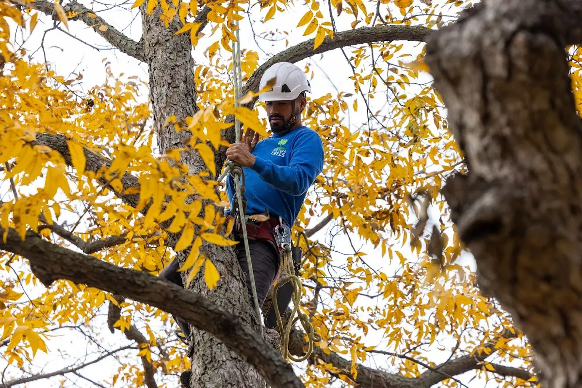Skilled Tree Transplanting crew working in South Point